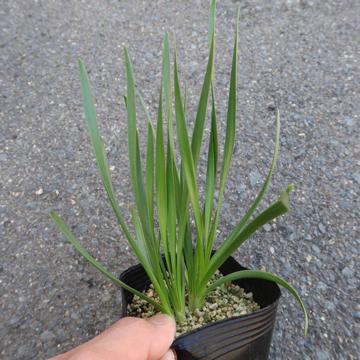 ∮ 屋外越冬株 アメリカ Perennial Plant of Year2018受賞品種 球根ではなく宿根性 アリウム ミレニアム 耐寒 宿根草 地植え 鉢植え　 _現在の様子　サンプル苗