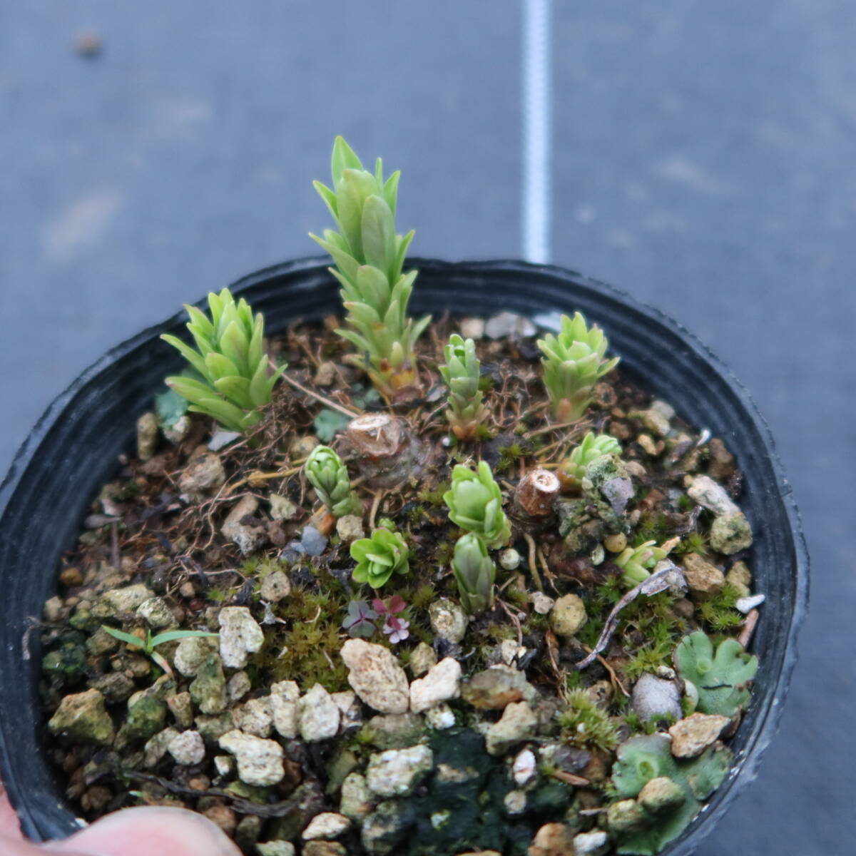 ∮ アムソニア タベルナエモンタナ 洋種 耐寒 宿根草 草花 地植え 鉢植え 庭植え ガーデニング　_現在の様子　サンプル苗