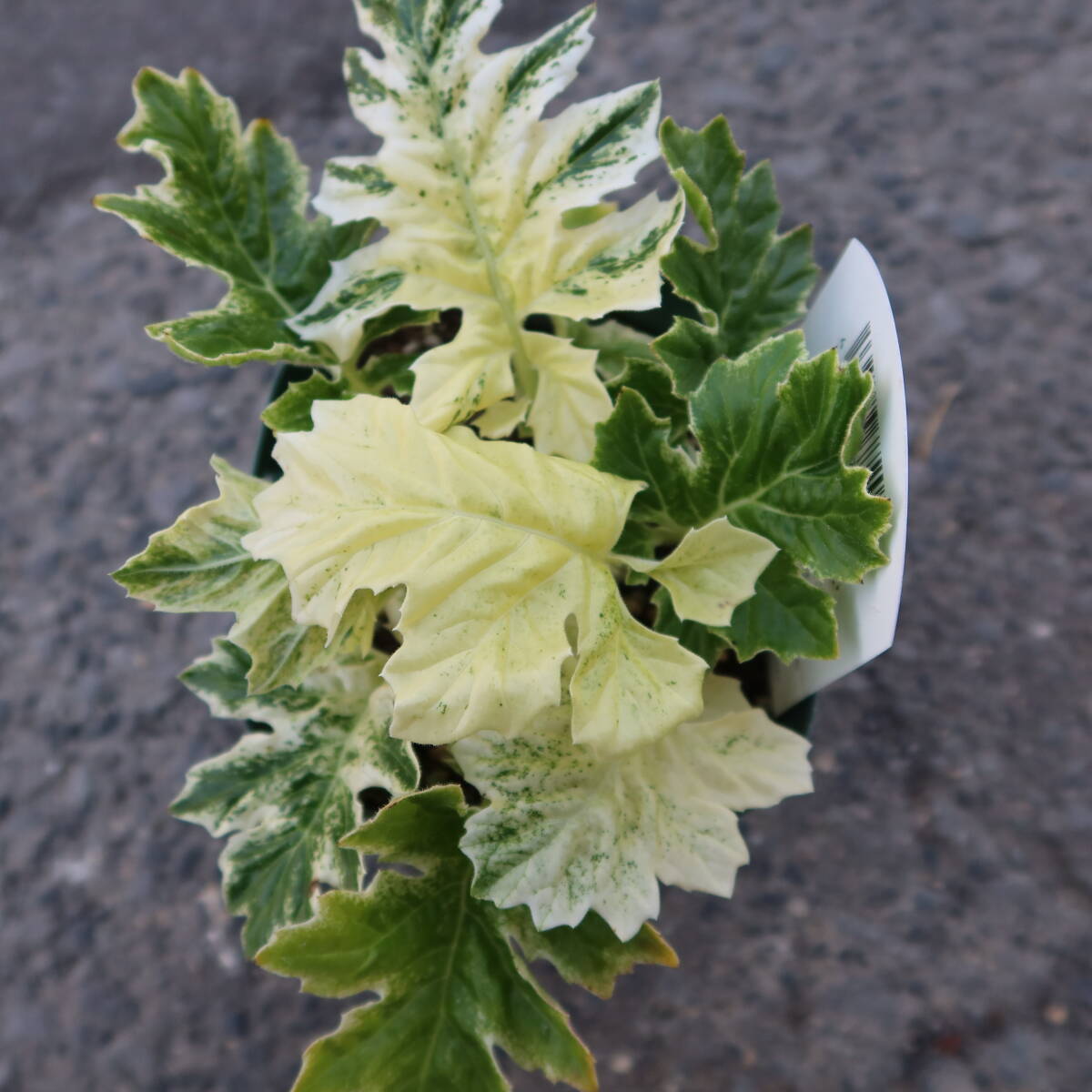 ∮ 斑入り アカンサス ホワイトウォーター　耐寒 宿根草 草花 山野草 花壇苗 庭植え 地植え 鉢植え ガーデニング_画像9