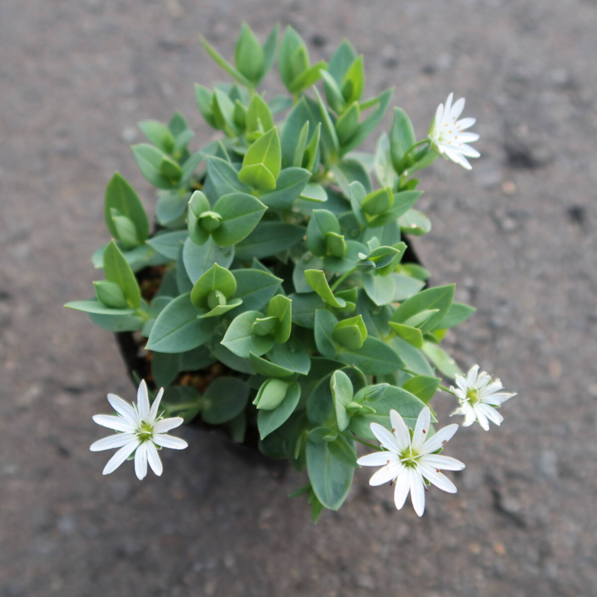 ∮ しべのオレンジ色が綺麗 シコタンハコベ 耐寒 宿根草 庭植え 地植え 鉢植え 花壇苗 ガーデニング 園芸品種 生産栽培品 色丹ハコベ　_現在の様子　サンプル苗