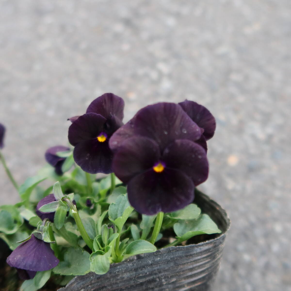 ∮ ダーク系 ビオラ ブラックデライト 黒系 耐寒 宿根草 草花 地植え 鉢植え 庭植え ガーデニング パンジー スミレ すみれ　_画像3