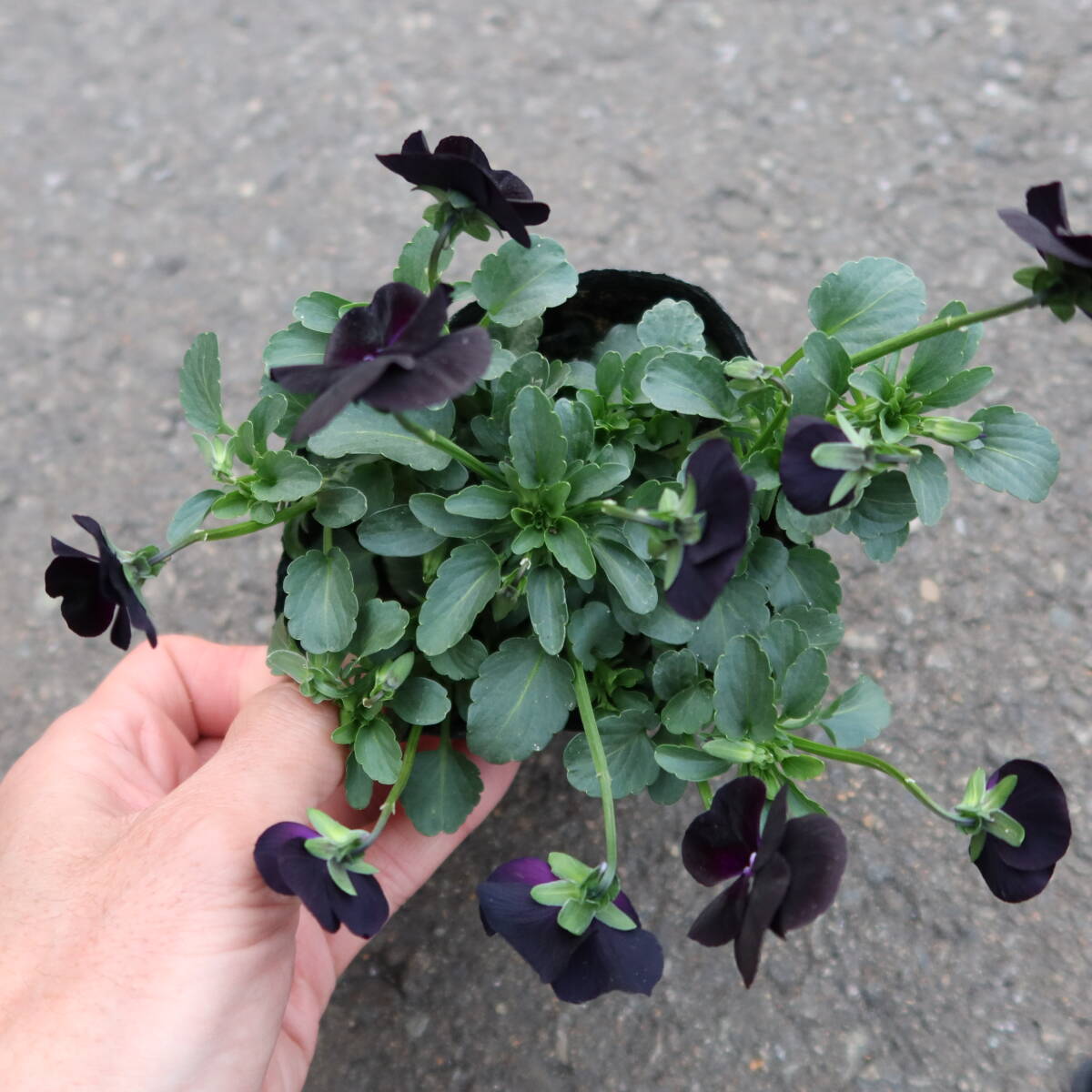 ∮ ダーク系 ビオラ ブラックデライト 黒系 耐寒 宿根草 草花 地植え 鉢植え 庭植え ガーデニング パンジー スミレ すみれ　_画像5