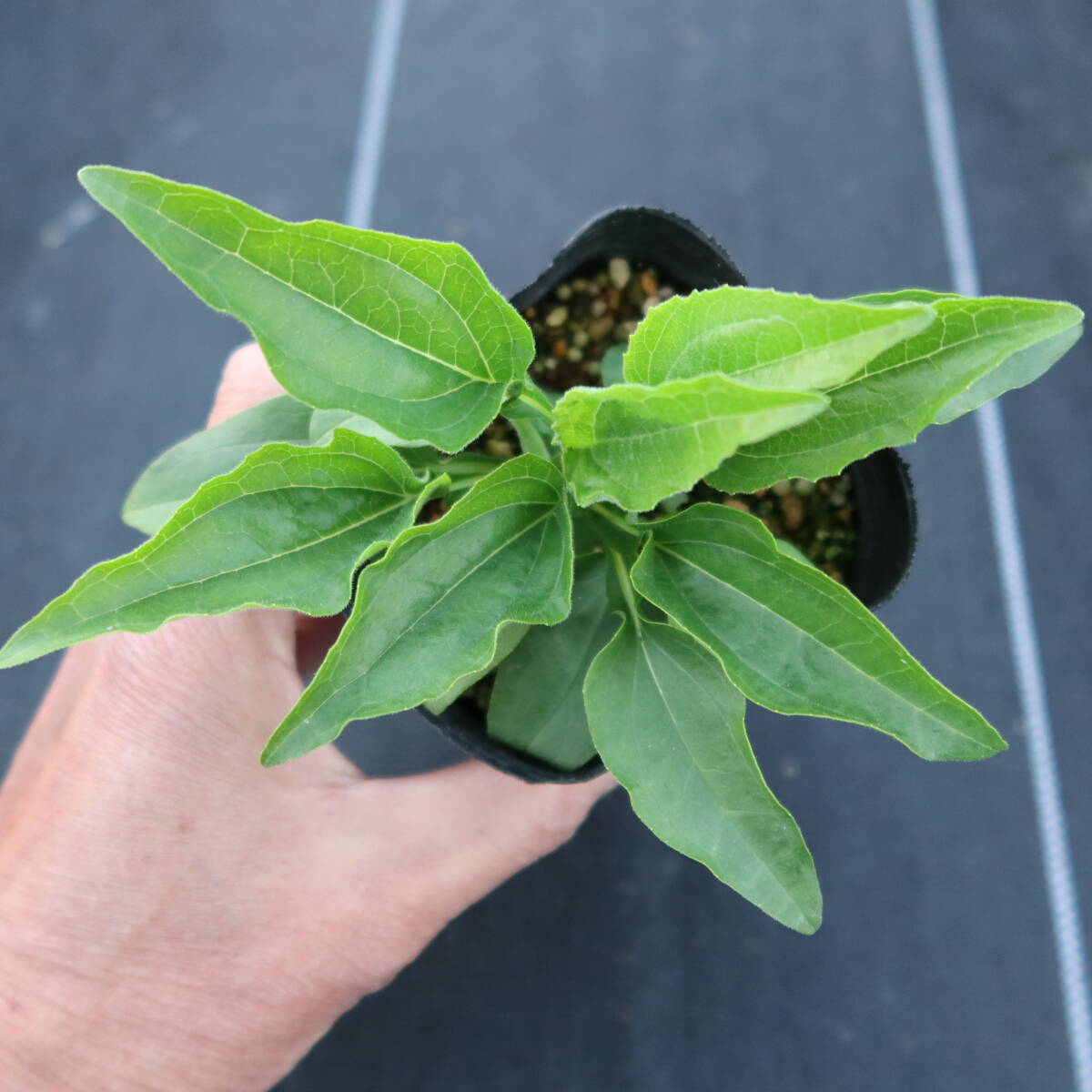 ∮ 世界初 緑 の 八重咲き エキナセア アップルグリーン バレンギク バレン菊 宿根草 耐寒 草花 地植え 鉢植え 花壇苗 ガーデニング_現在の様子　サンプル苗