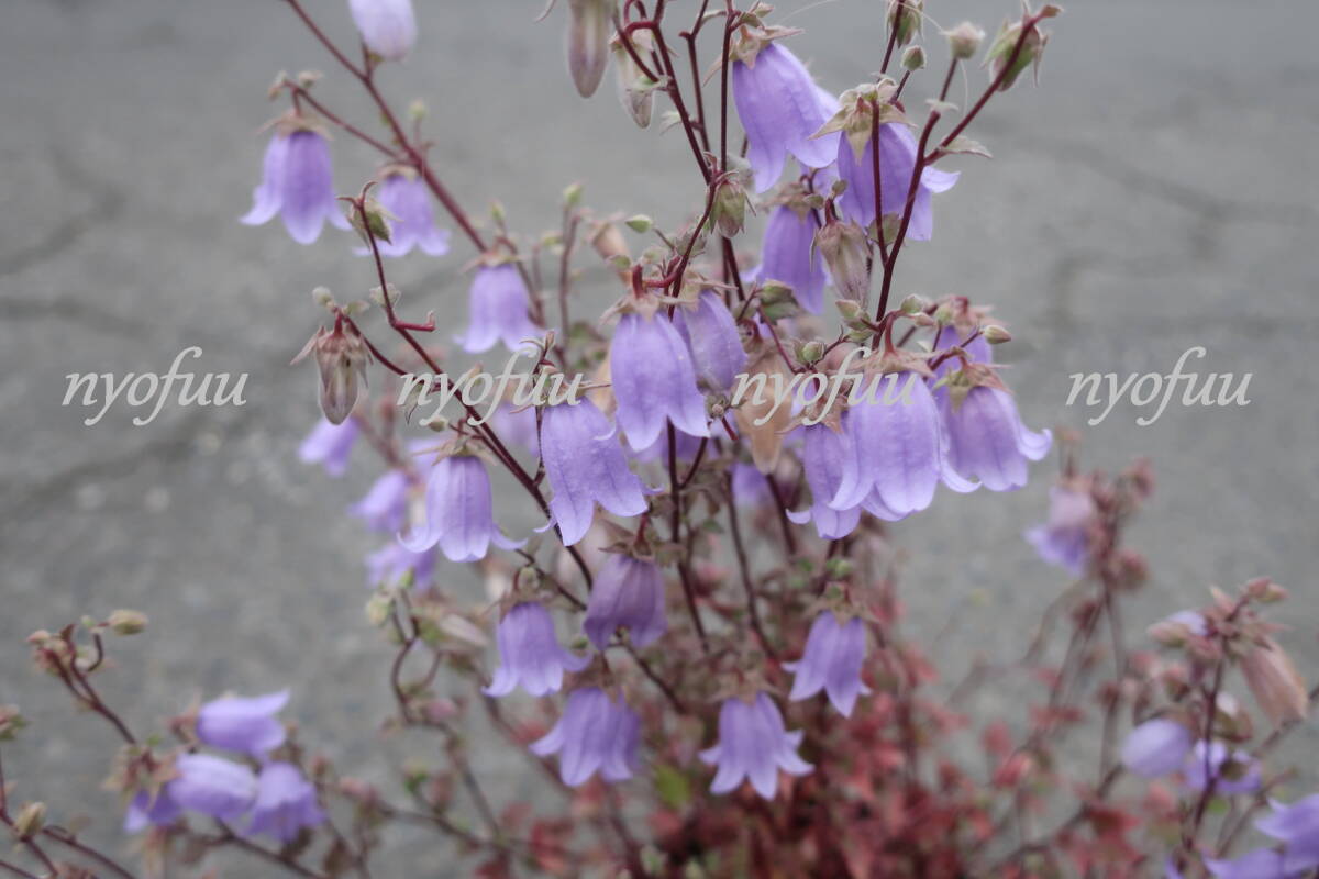 ∮ シンフィアンドラ ザンゼグラ 耐寒 宿根草 花壇苗 草花 地植え 鉢植え 庭植え ガーデニング　_開花時