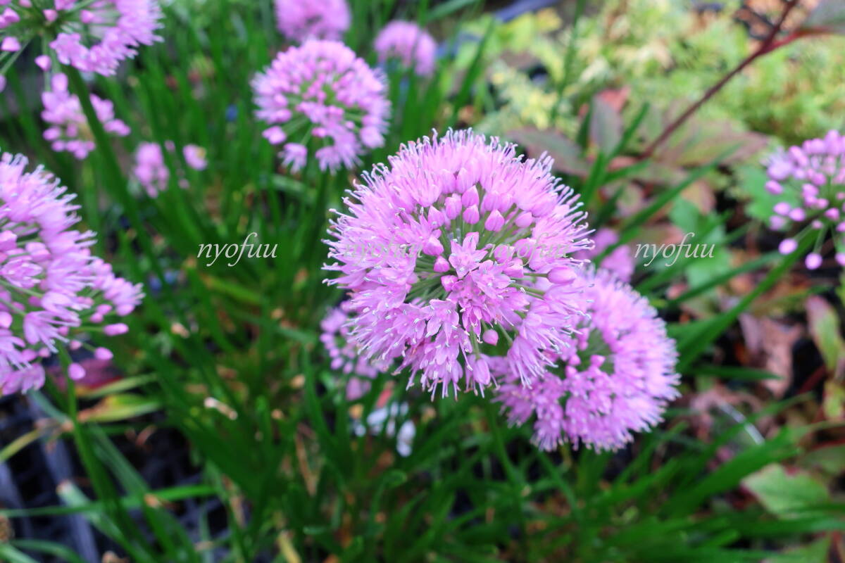 ∮ 屋外越冬株 アメリカ Perennial Plant of Year2018受賞品種 球根ではなく宿根性 アリウム ミレニアム 耐寒 宿根草 地植え 鉢植え _開花時