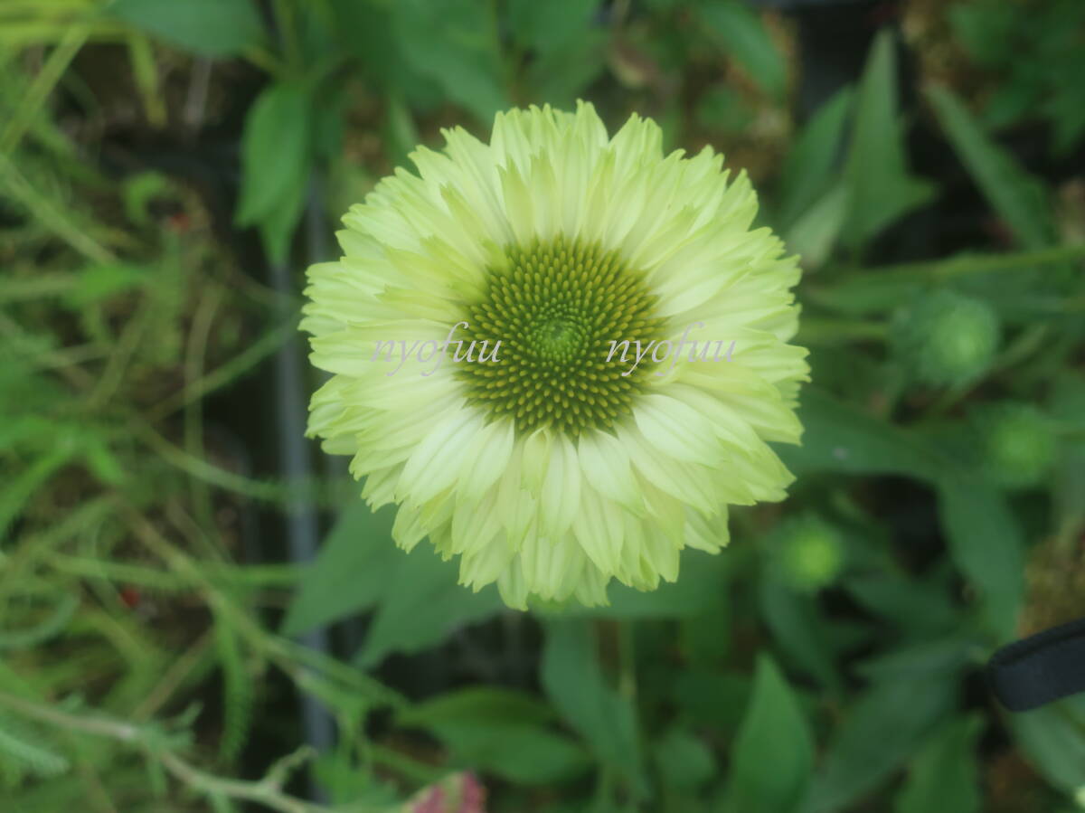 ∮ 世界初 緑 の 八重咲き エキナセア アップルグリーン バレンギク バレン菊 宿根草 耐寒 草花 地植え 鉢植え 花壇苗 ガーデニング　_開花時