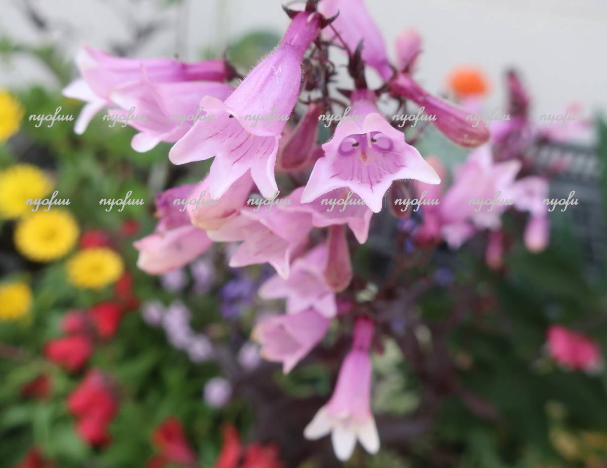 ∮ 銅葉 に ピンク の 花 ペンステモン ダークタワーズ　耐寒 宿根草 庭植え 地植え 地植え ガーデニング ダークタワー ハスカーレッド　_開花時