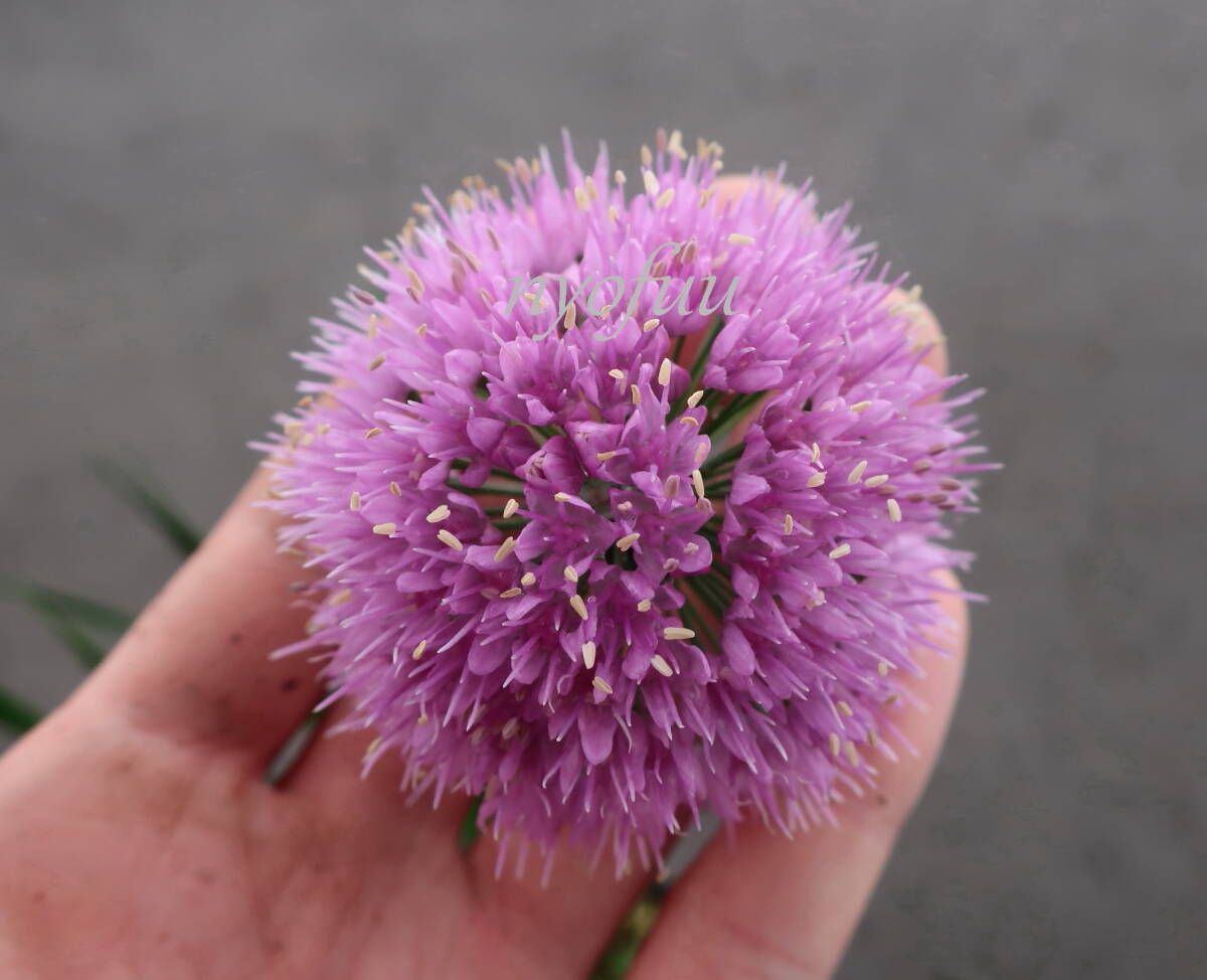 ∮ 屋外越冬株 アメリカ Perennial Plant of Year2018受賞品種 球根ではなく宿根性 アリウム ミレニアム 耐寒 宿根草 地植え 鉢植え _開花時