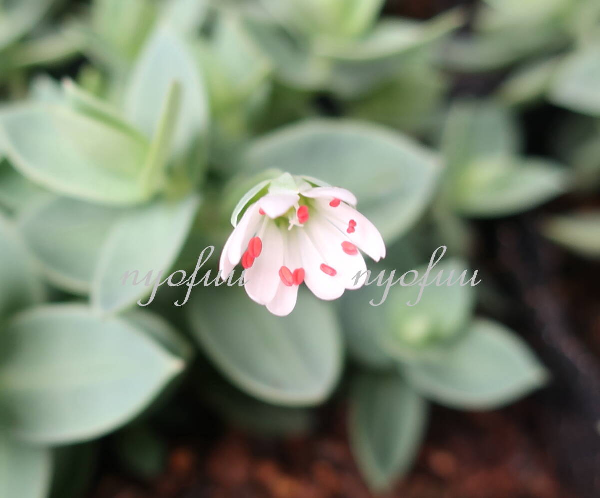 ∮ しべのオレンジ色が綺麗 シコタンハコベ 耐寒 宿根草 庭植え 地植え 鉢植え 花壇苗 ガーデニング 園芸品種 生産栽培品 色丹ハコベ　_画像2