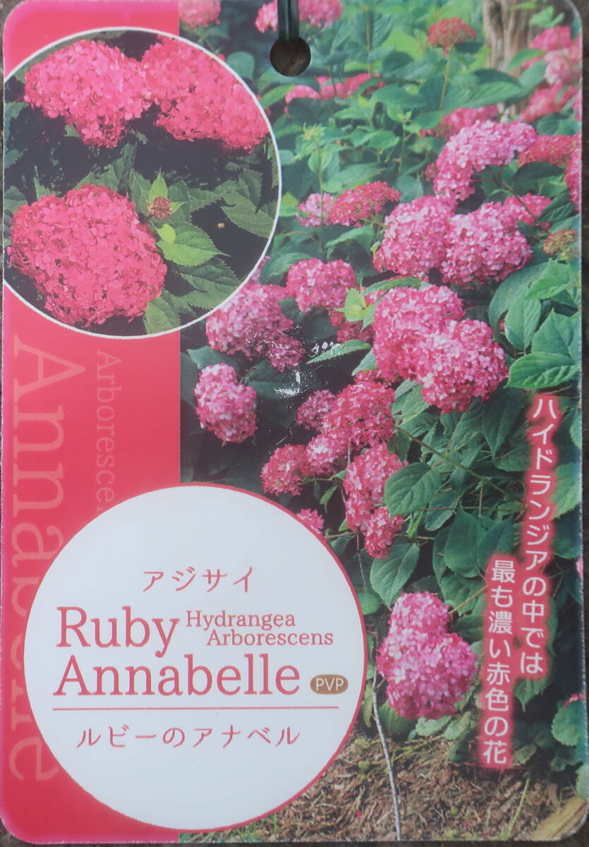 ∮ most . flower color. .. pink hydrangea ruby hole bell Ⅲ pink hole bell 3 hole bell purple . flower ..... enduring cold . root ground .. hole bell pink 