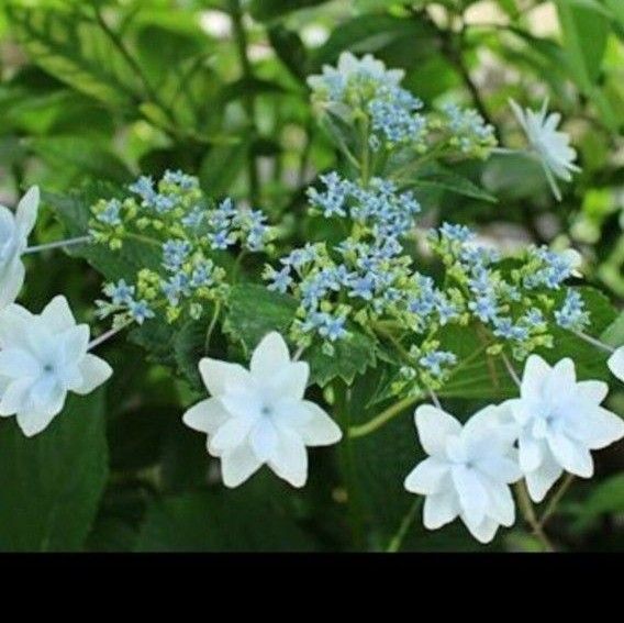 紫陽花墨田の花火の苗①