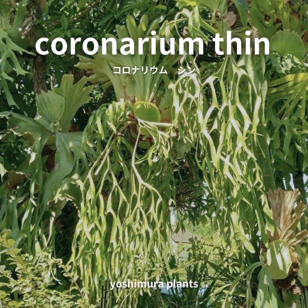 [胞子] coronarium thin コロナリウム　シン　ビカクシダ_画像1