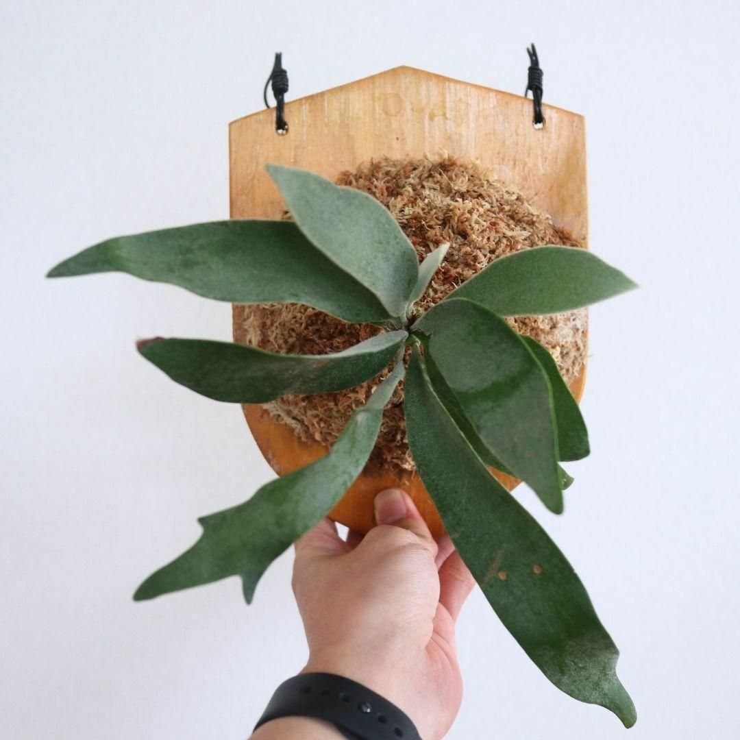  staghorn fern Bay chi- board attaching .veitchii D