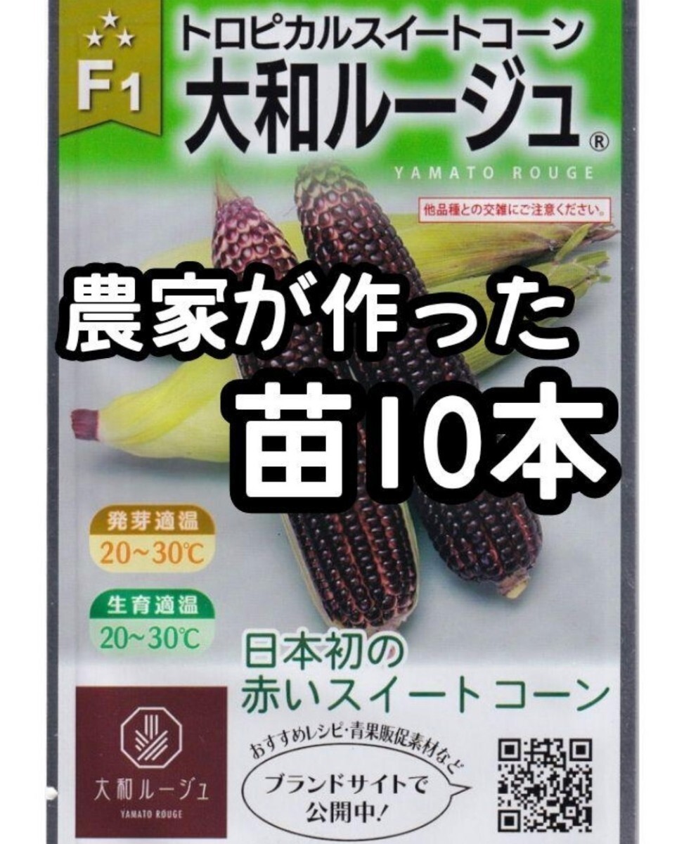 【10本】大和ルージュ トロピカルスイートコーン 赤いとうもろこし とうもろこし もろこし トウモロコシ 苗 野菜苗 大和農園_画像1