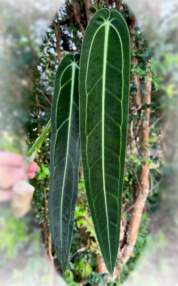 アンスリウム ワロクアーナム　Anthurium warocqueanum dark narrow form　大き目子株【アンスリューム ワロクアナム 観葉植物 アロイド】_画像5