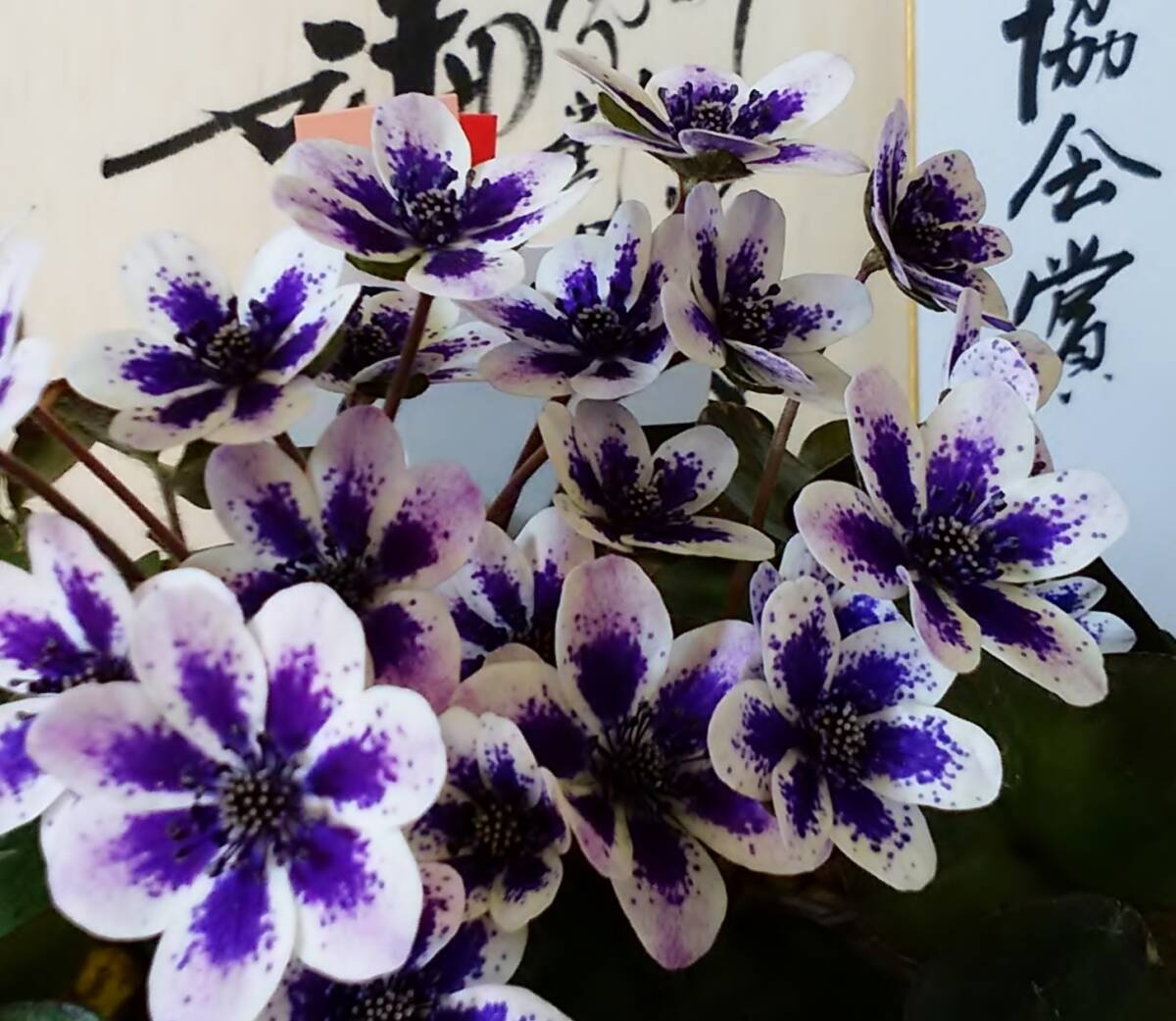 斑入り山野草　雪割草種子【泉水】セルフ日本雪割草協会特別賞等多数受賞　　№　７１　送料無料。_画像1