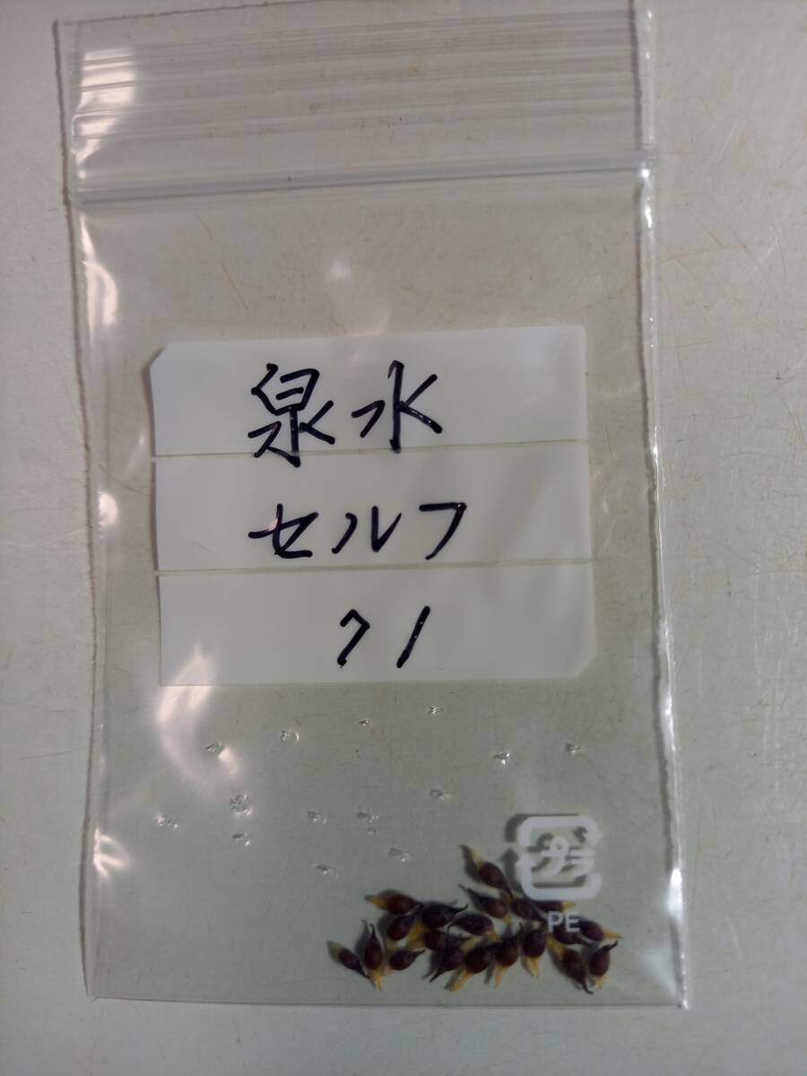 斑入り山野草　雪割草種子【泉水】セルフ日本雪割草協会特別賞等多数受賞　　№　７１　送料無料。_画像2