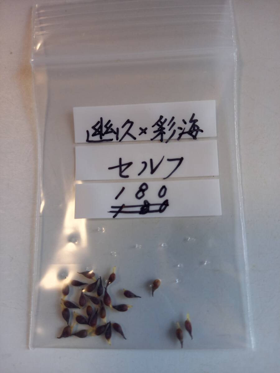 斑入り山野草　雪割草種子　幽久（優秀賞受賞）×彩海（実生新花銀賞受賞）　セルフ　№　１８０　送料無料。_画像3