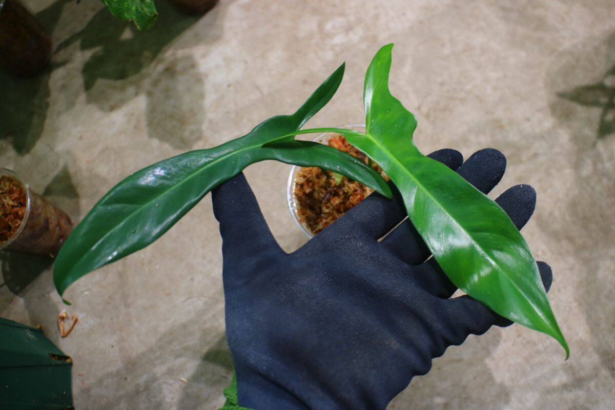 No.04/-TGK-r03010-/Philodendron longilobatum Lelano Miyano/フィロデンドロン ロンギロバトム レラノミヤノ！の画像1