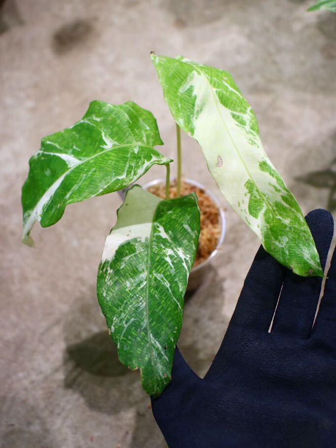 No.032/-TGK-r50404-/Calathea Musica ’Variegated‘ /カラテア ムサイカ 斑入りの画像1