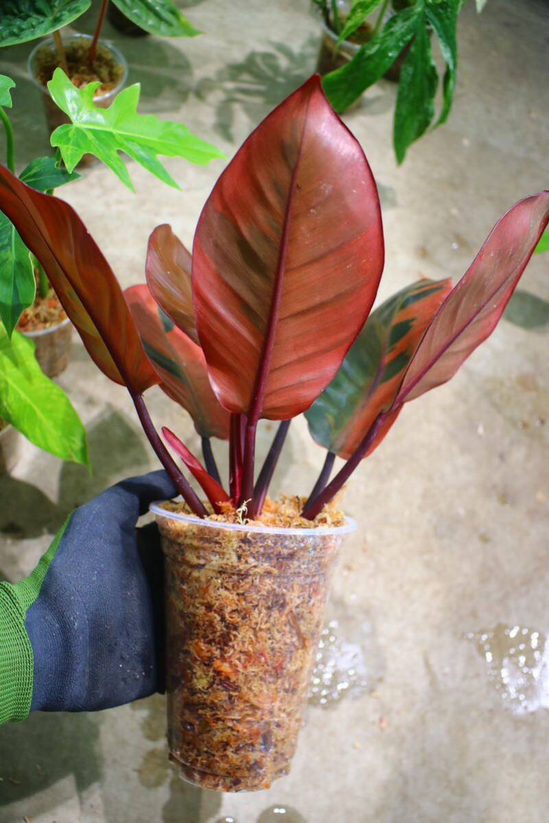 No.026/-TGK-r50404-/Philodendron Black Cardinal 'Variegated No.2'/フィロデンドロン ブラック カーディナル 斑入り_画像9