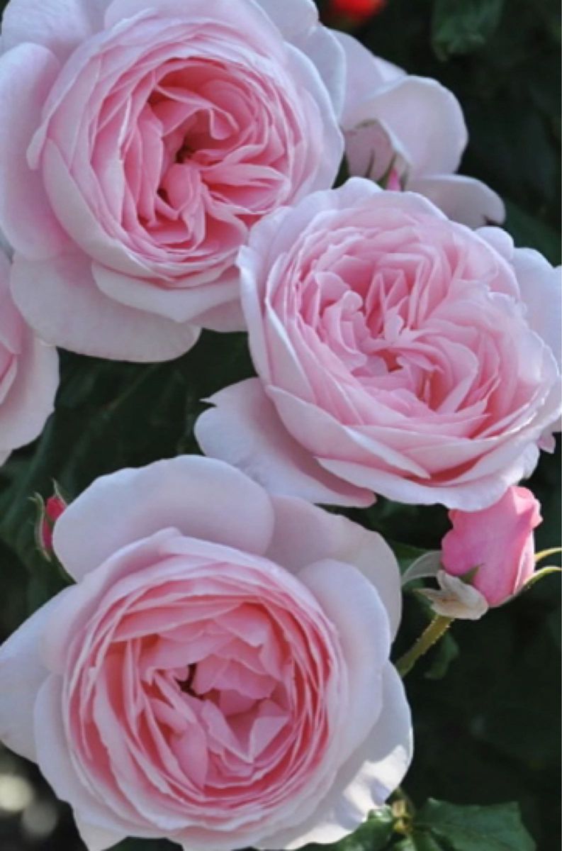つるバラNa 四季咲き カップ咲き バラ苗 薔薇苗 挿し木苗 薔薇 つるバラNa 四季咲き カップ咲き バラ苗 薔薇苗 挿し木苗 薔薇