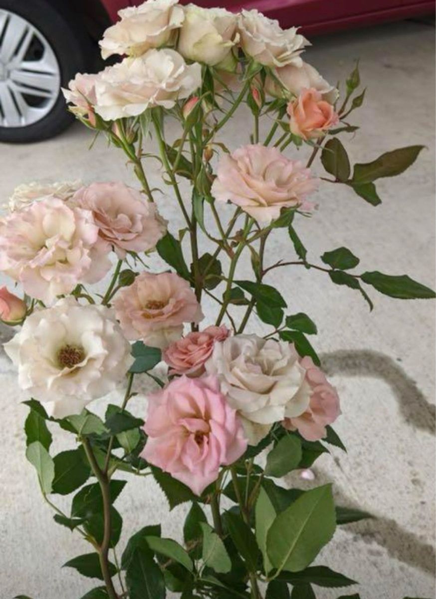 和薔薇 薔薇 強香 強健 四季咲き 大輪 薔薇苗 バラ 挿し木苗 和薔薇 薔薇 強香 強健 四季咲き 大輪 薔薇苗 バラ 挿し木苗