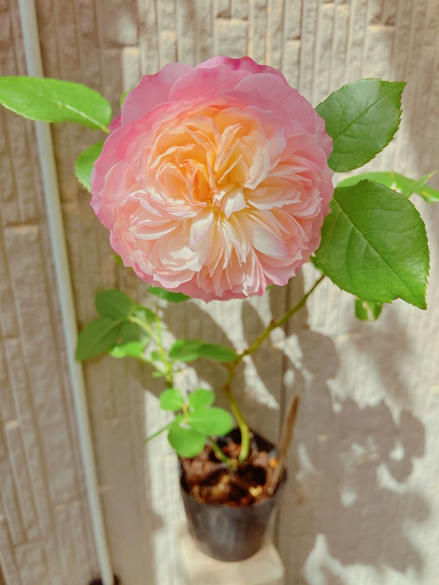 コンス入手困難ER 廃盤品種薔薇薔薇苗四季咲き挿木苗バラ苗薔薇 コンス入手困難ER 廃盤品種薔薇薔薇苗四季咲き挿木苗バラ苗薔薇