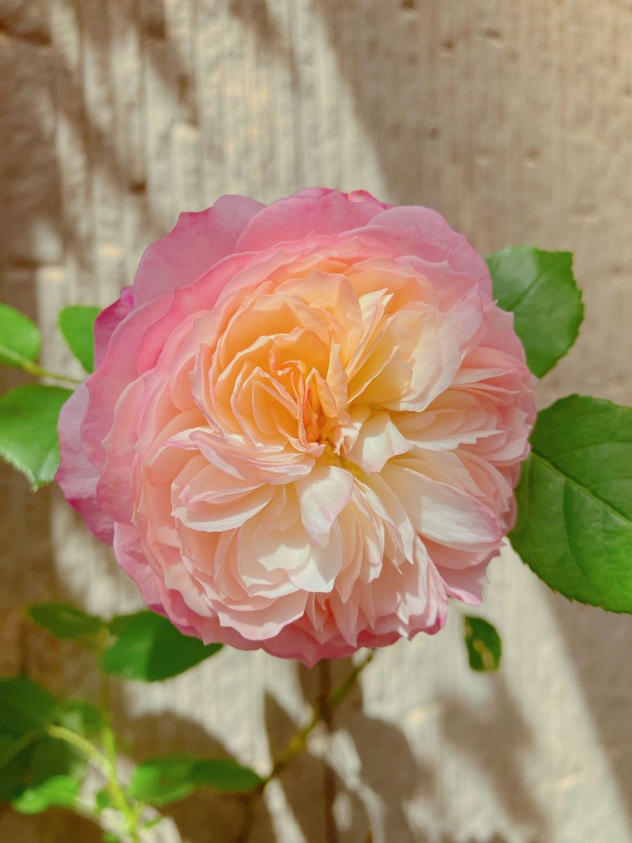 コンス入手困難ER 廃盤品種薔薇薔薇苗四季咲き挿木苗バラ苗薔薇 コンス入手困難ER 廃盤品種薔薇薔薇苗四季咲き挿木苗バラ苗薔薇