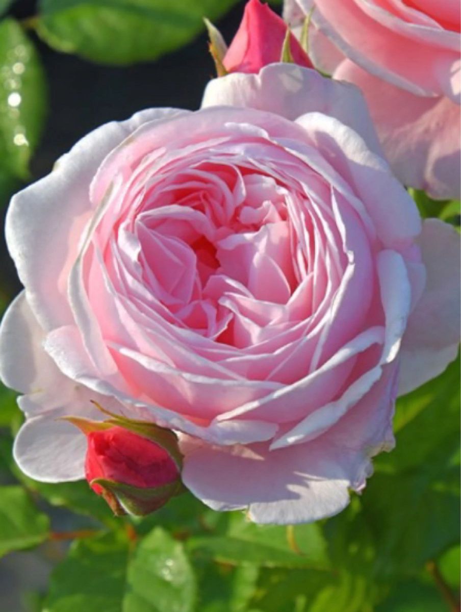 つるバラNa 四季咲き カップ咲き バラ苗 薔薇苗 挿し木苗 薔薇 つるバラNa 四季咲き カップ咲き バラ苗 薔薇苗 挿し木苗 薔薇
