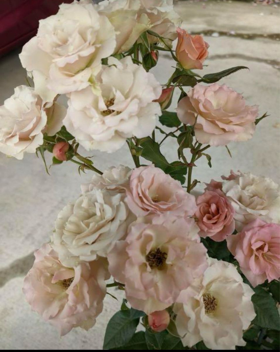 和薔薇　薔薇★強香★強健★四季咲き★大輪★薔薇苗★バラ★挿し木苗