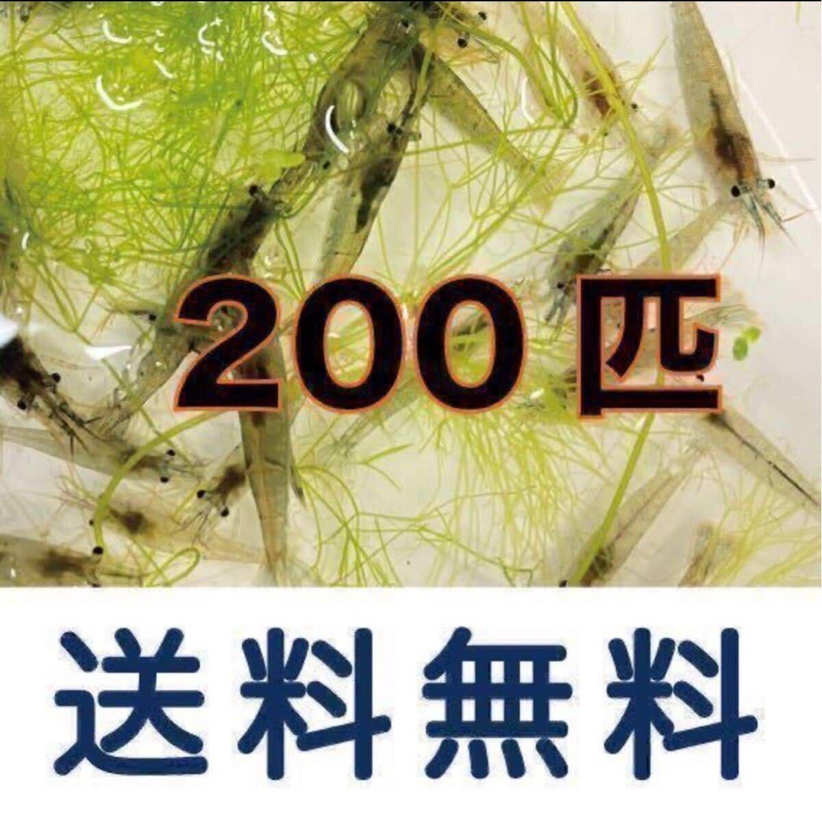 mi Nami freshwater prawn 200 pcs +α fishing bait live bait 4
