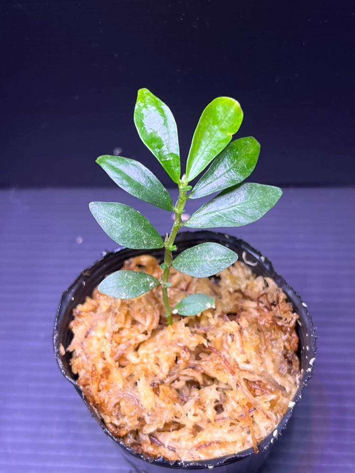 エラトステマsp.アチェElatostema sp. Aceh カット苗　パルダリウム/ビバリウム/熱帯植物_画像1