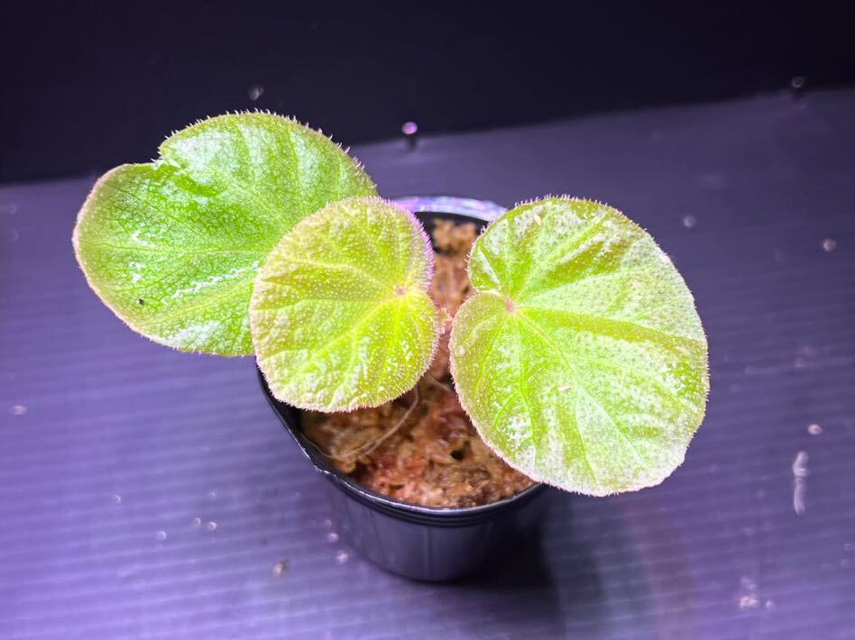 Begonia sp.Manaus 　子株　ベゴニア/パルダリウム/テラリウム/熱帯植物_画像2