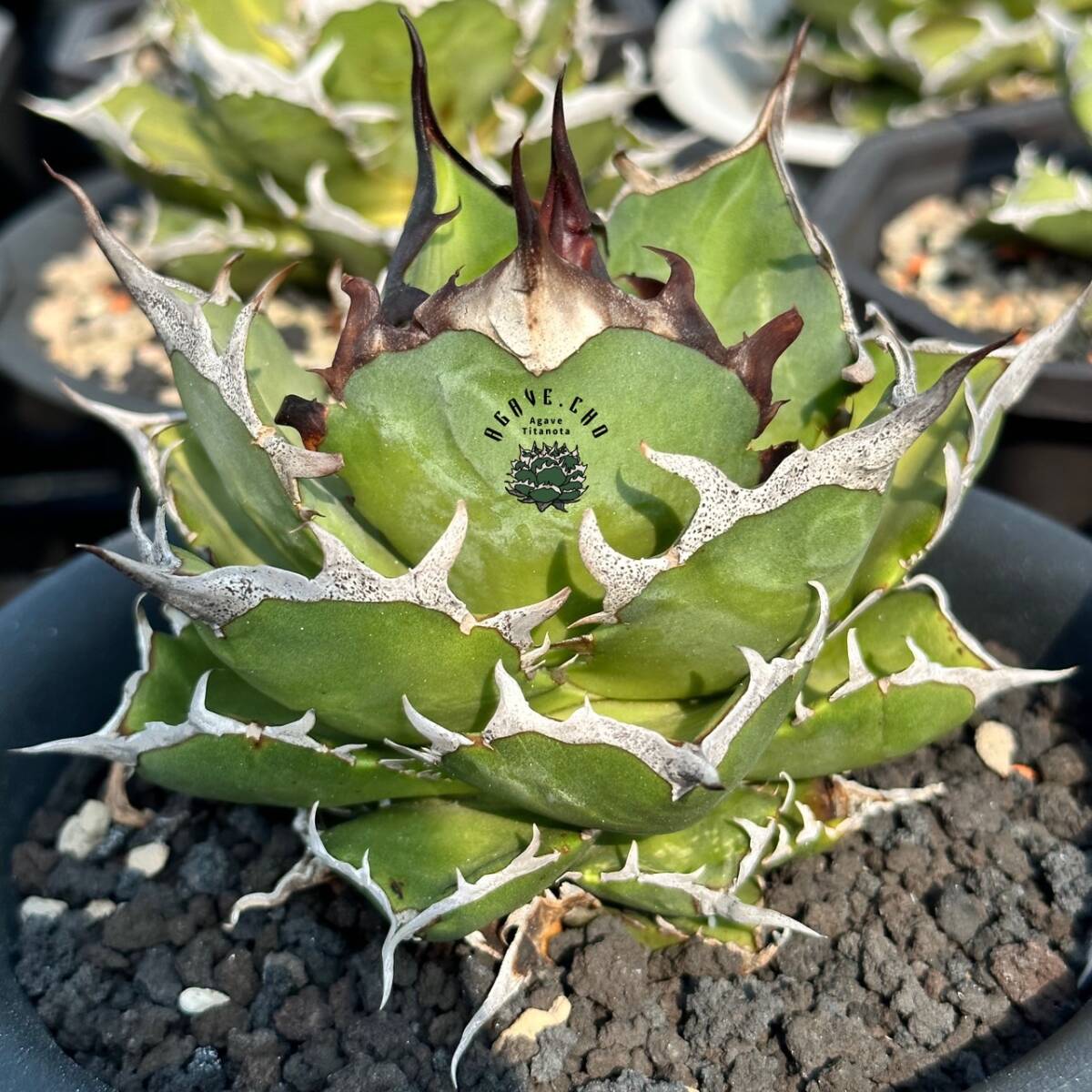 【ever plants】Agave titanota Hades チタノタ、オテロイ、ハデス、黒帝斯の画像1