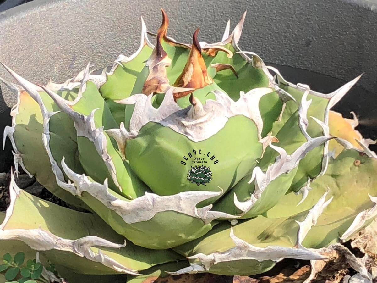Yahoo!オークション - 【ever plants】Agave titanota Dennis031 Yahoo!オークション - 【ever plants】Agave titanota Dennis031