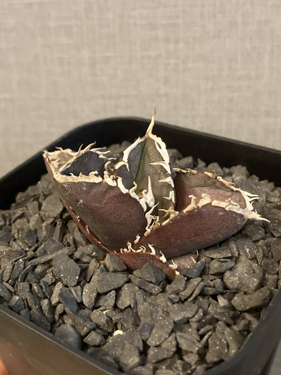 [ever plants]Agave titanota...., departure root ending 