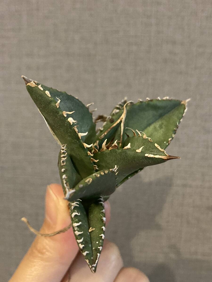 【ever plants】Agave titanota Dennis002（4c198）デニス002、チタノタ、オテロイの画像2