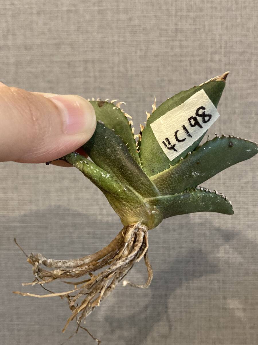 【ever plants】Agave titanota Dennis002（4c198）デニス002、チタノタ、オテロイの画像8