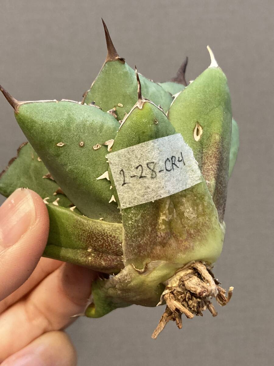 【ever plants】Agave titanota crown、チタノタ、オテロイ、クラウン_画像9