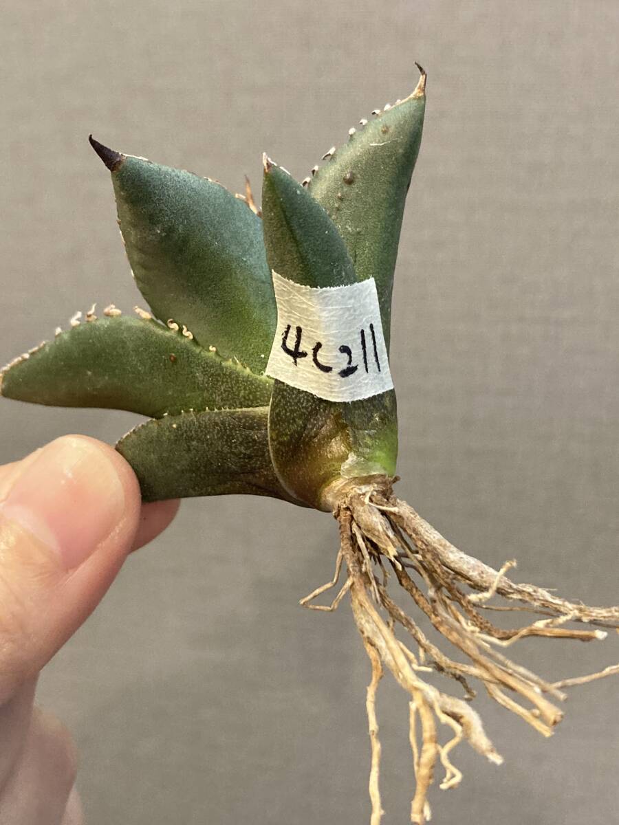 【ever plants】Agave titanota Dennis002（4c211）デニス002、チタノタ、オテロイ_画像8