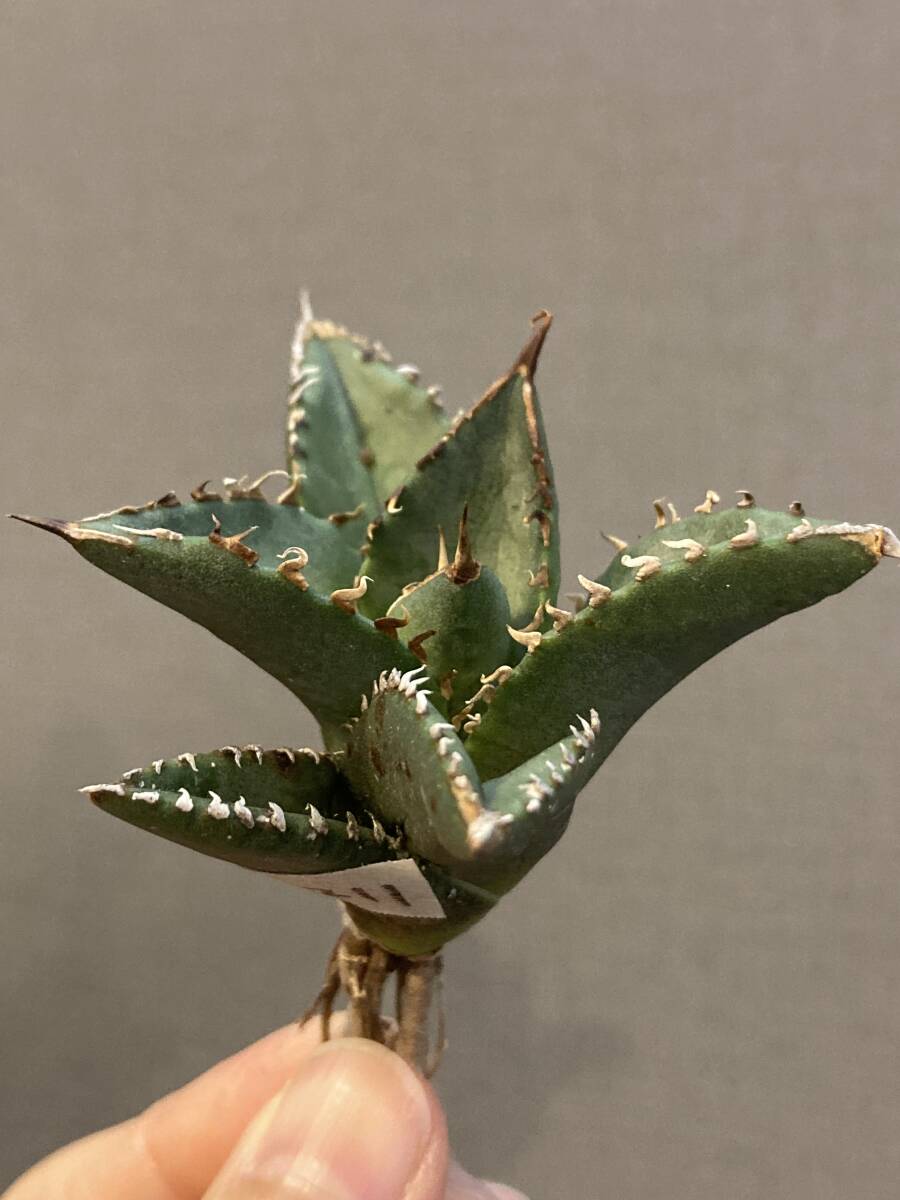【ever plants】Agave titanota Dennis002（4c211）デニス002、チタノタ、オテロイ_画像7