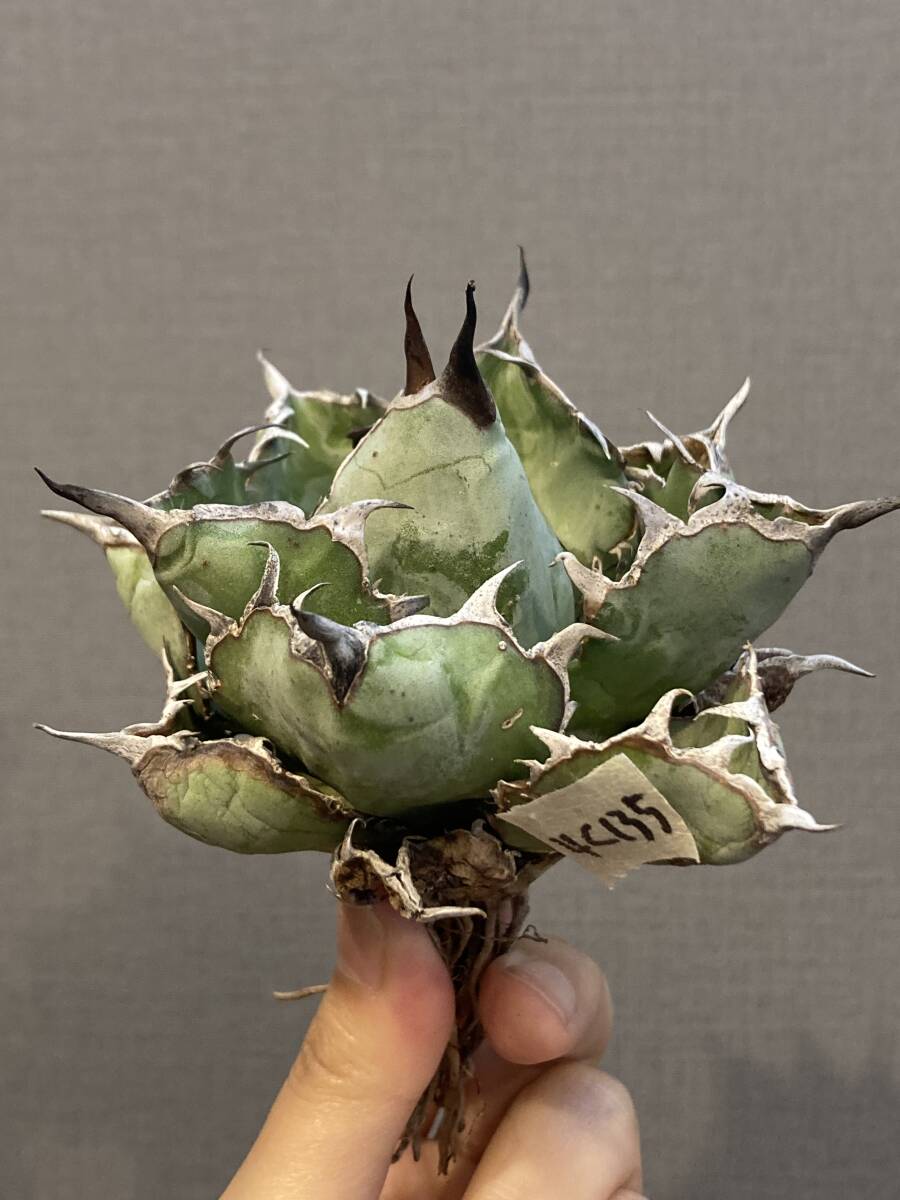 【ever plants】Agave titanota 藍球(4c135)、チタノタ、オテロイ、BB、ブラック＆ブルー、ブルーボール_画像3