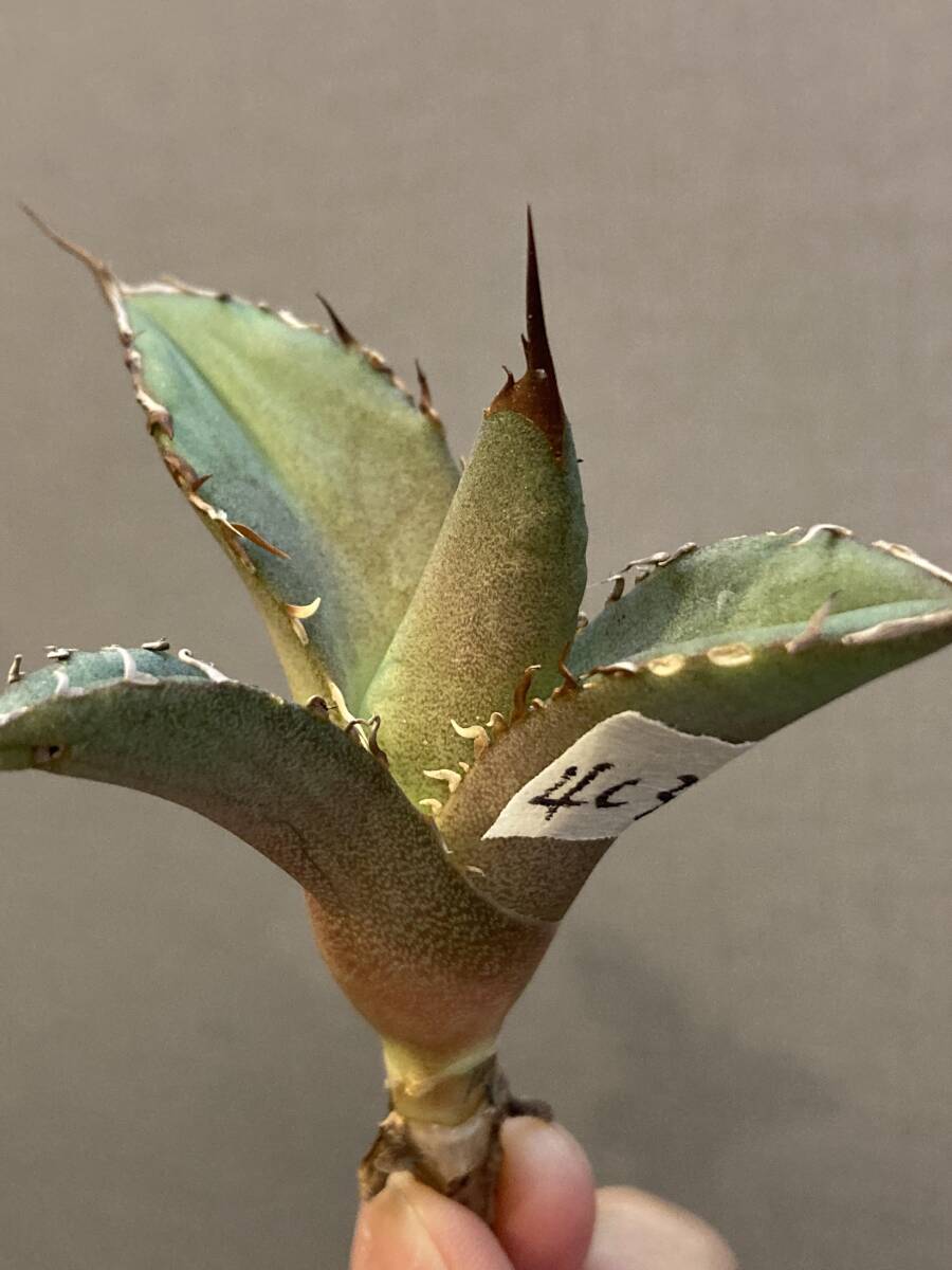 【ever plants】Agave titanota Dennis031（4c327）デニス031、羽毛、フェザー_画像3