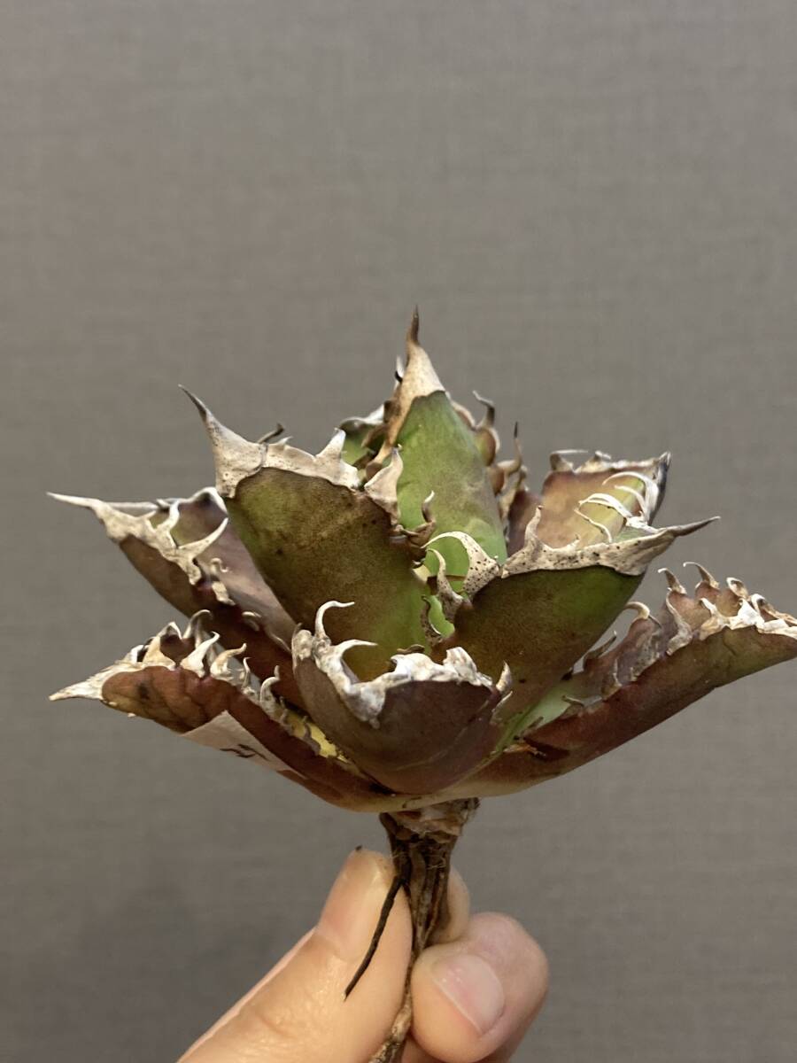 【ever plants】Agave titanota 紅猫（4c020）チタノタ、オテロイ、レッドキャット_画像3