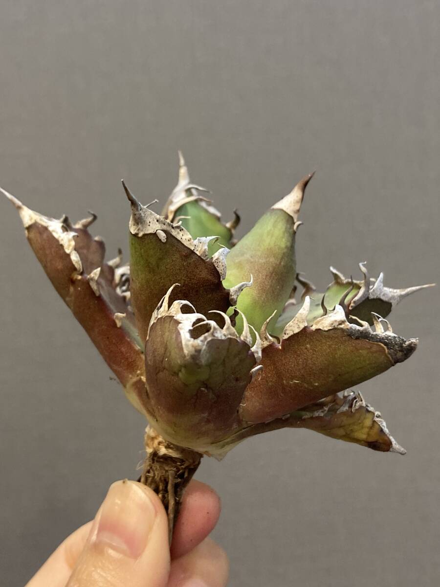 [ever plants]Agave titanota. cat (4c020)chitanota,o terrorism i, red cat 