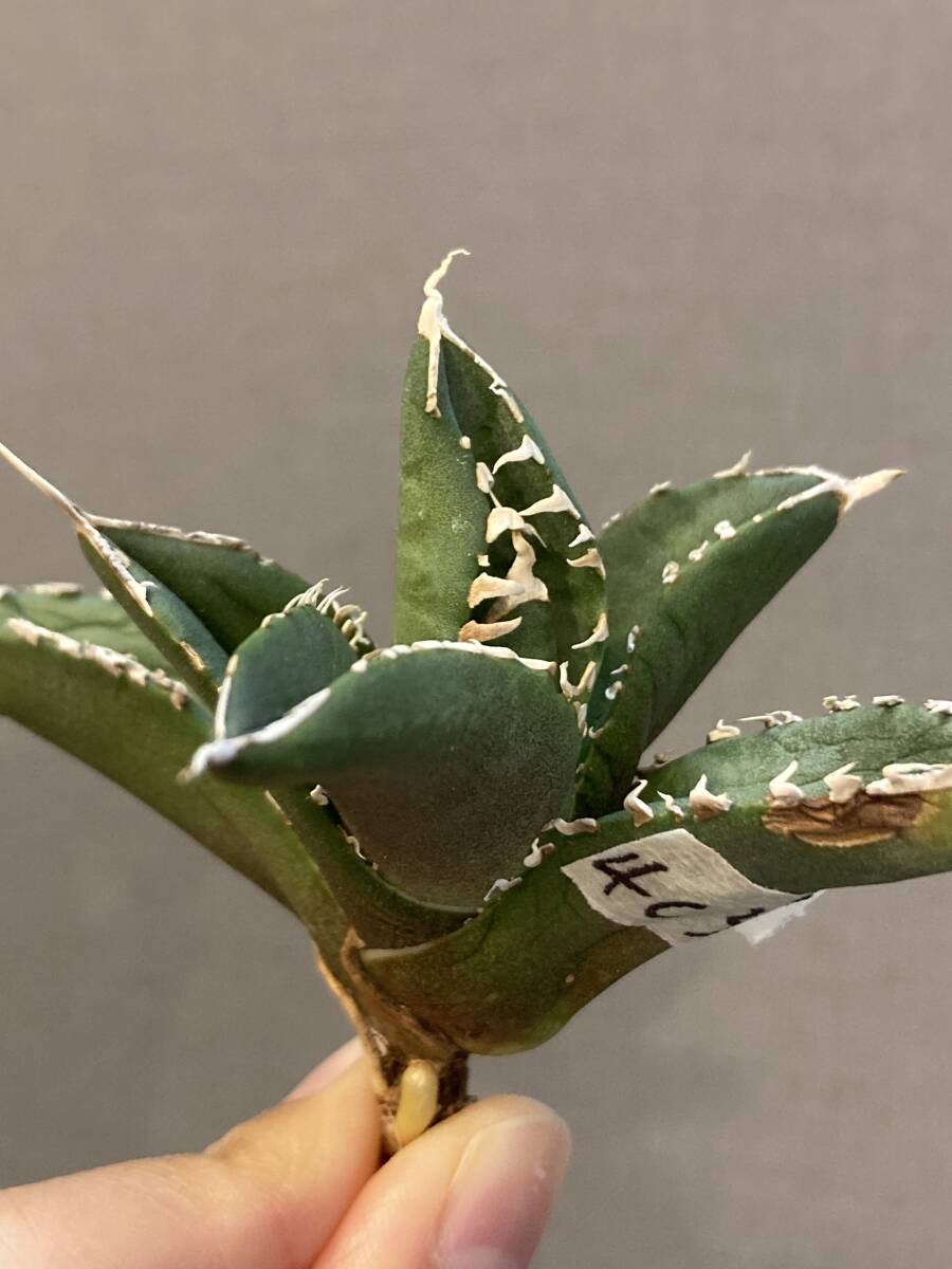 【ever plants】Agave titanota SAD（4c320）チタノタ、オテロイ、南アフリカダイヤモンド、南非鑽石、立可白_画像4