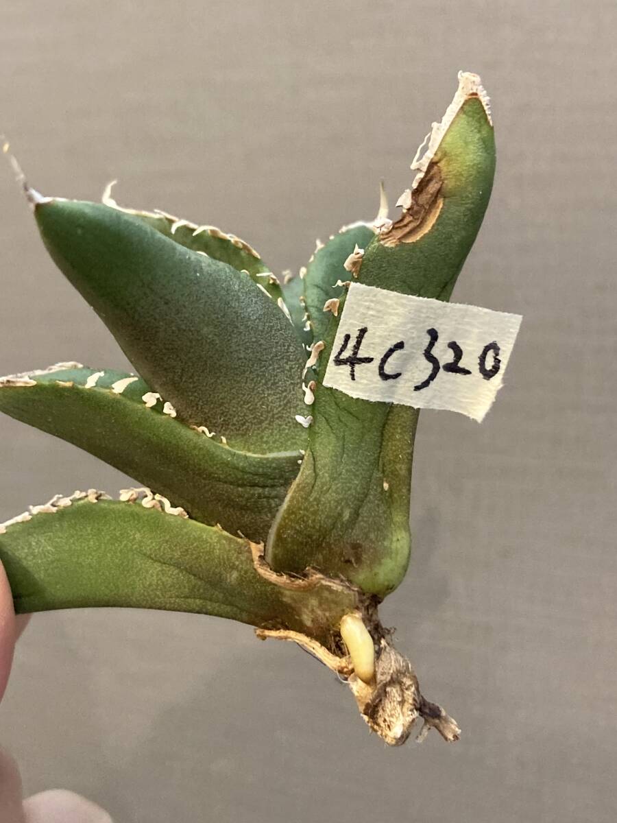 【ever plants】Agave titanota SAD（4c320）チタノタ、オテロイ、南アフリカダイヤモンド、南非鑽石、立可白_画像8