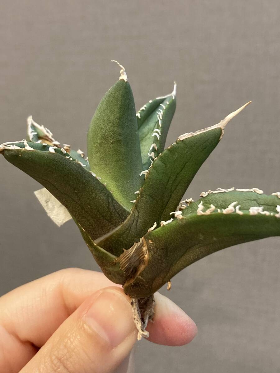 【ever plants】Agave titanota SAD（4c320）チタノタ、オテロイ、南アフリカダイヤモンド、南非鑽石、立可白_画像7