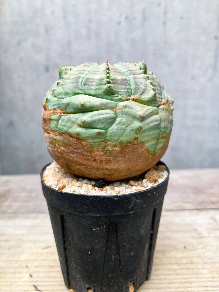 Euphorbia obesa F148【モンスト】ユーフォルビア オベサ_画像2